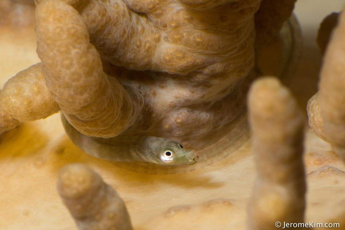 Short-Head Pipefish