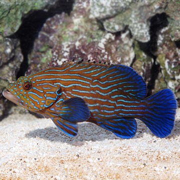 Slender Grouper