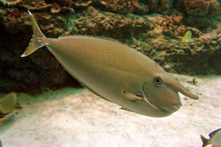 Whitemargin Unicornfish