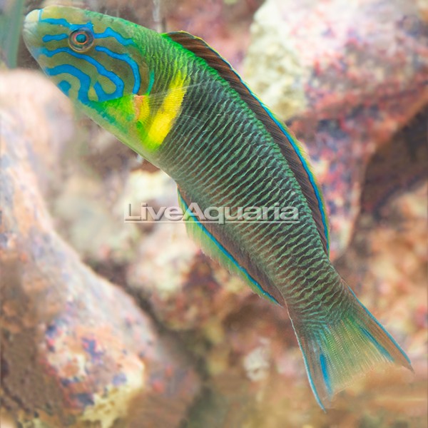 Walton's Flasher Wrasse