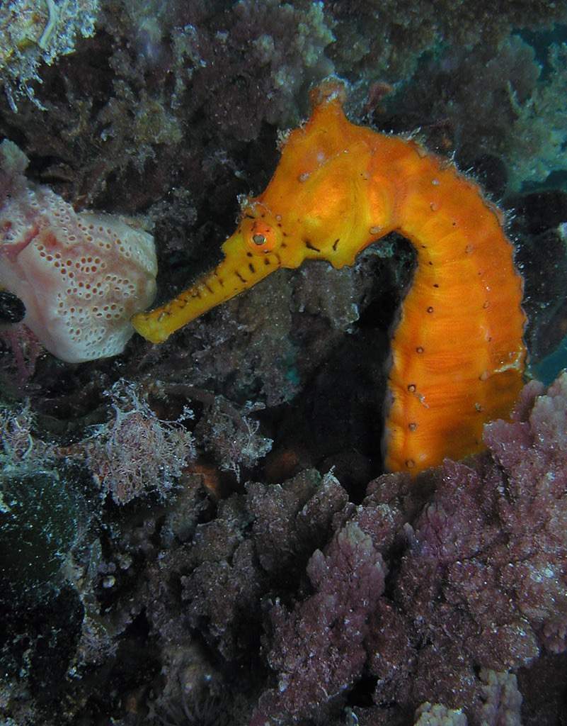 Narrow-Bellied Seahorse
