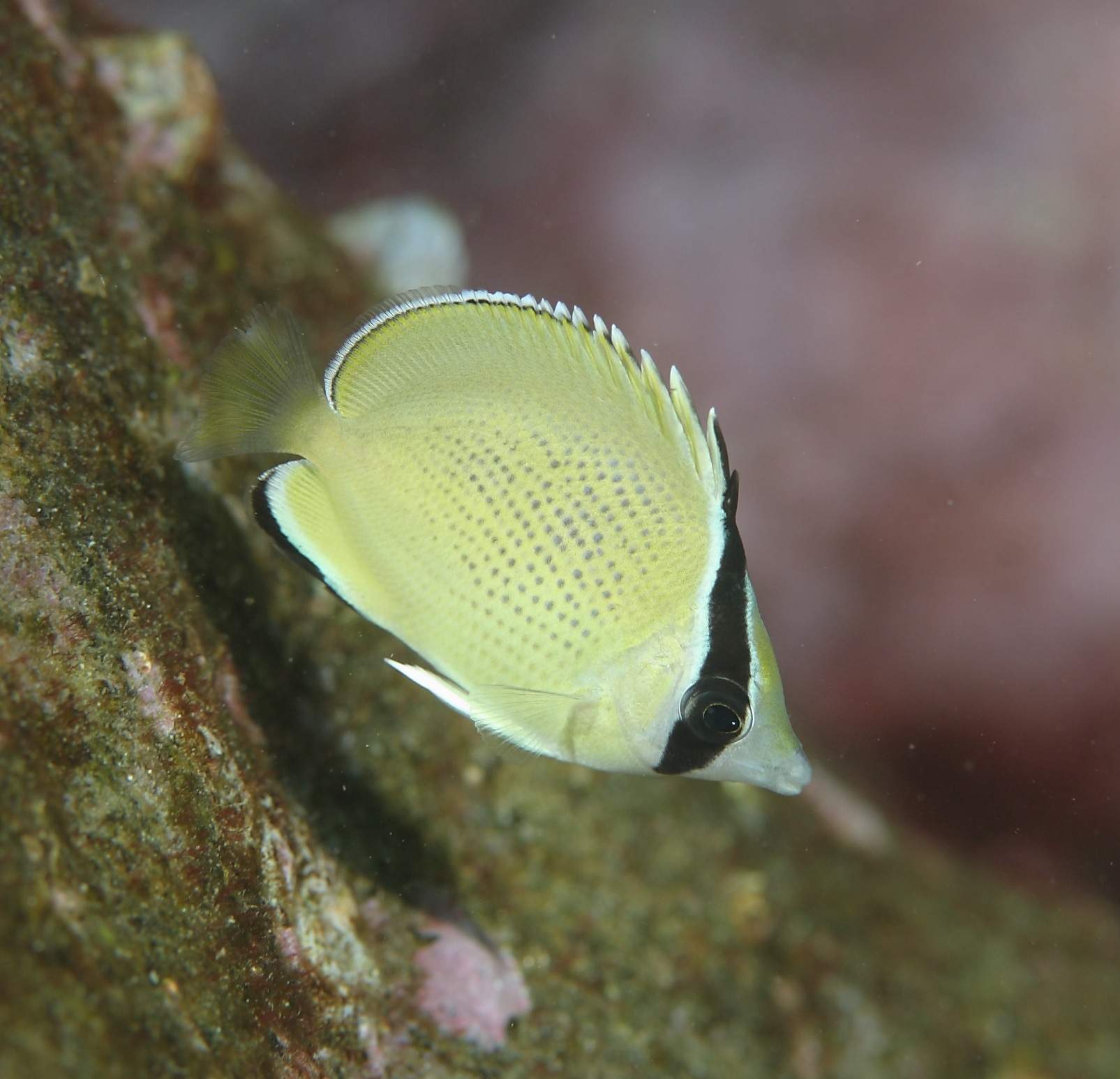 Yellow Teardrop Butterflyfish