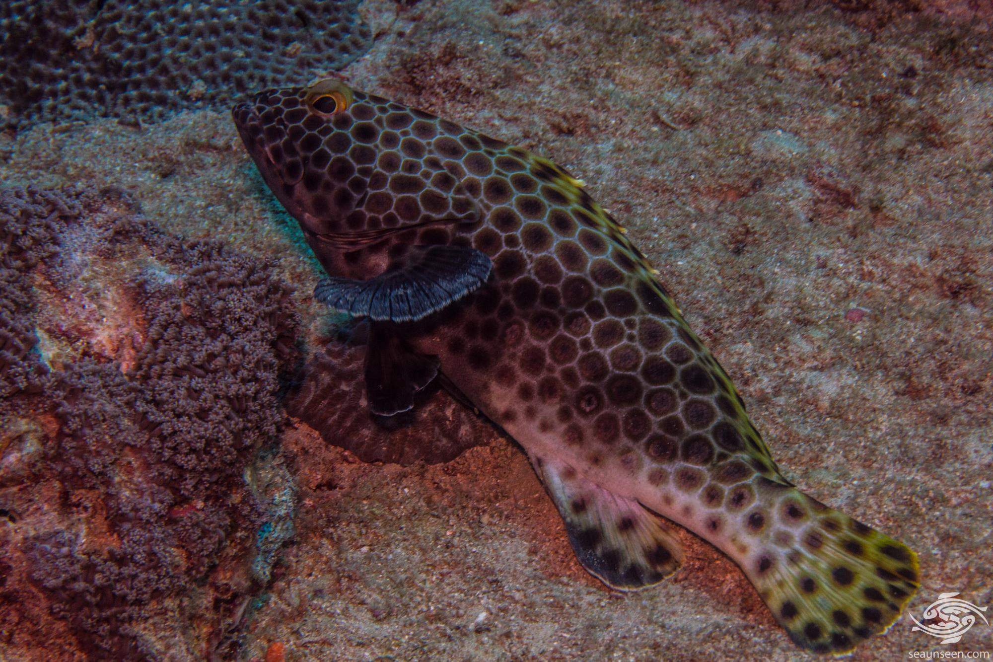 Snubnose Grouper