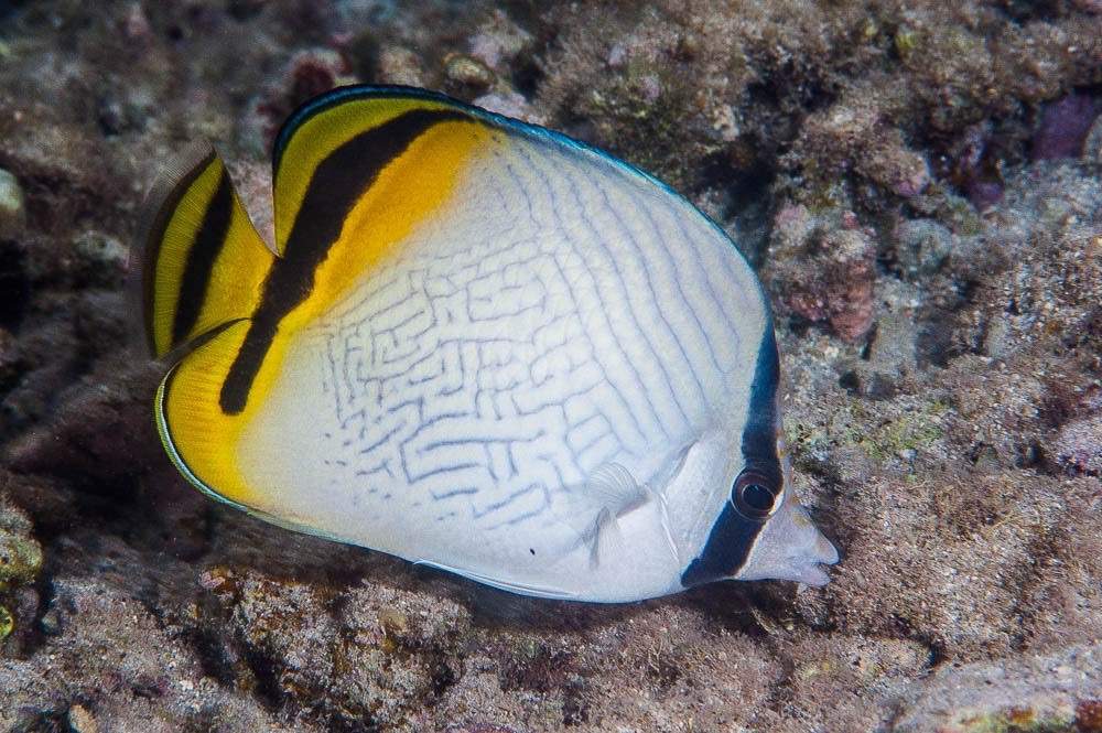 Vagabond Butterflyfish