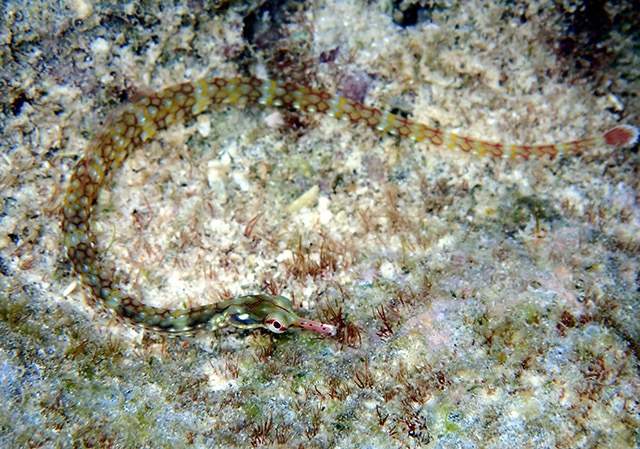 Crocodile Pipefish