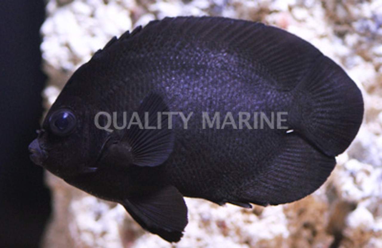 Midnight Angelfish