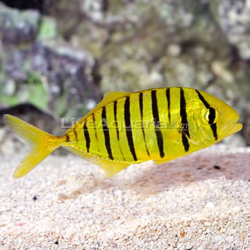 Common Dragonet