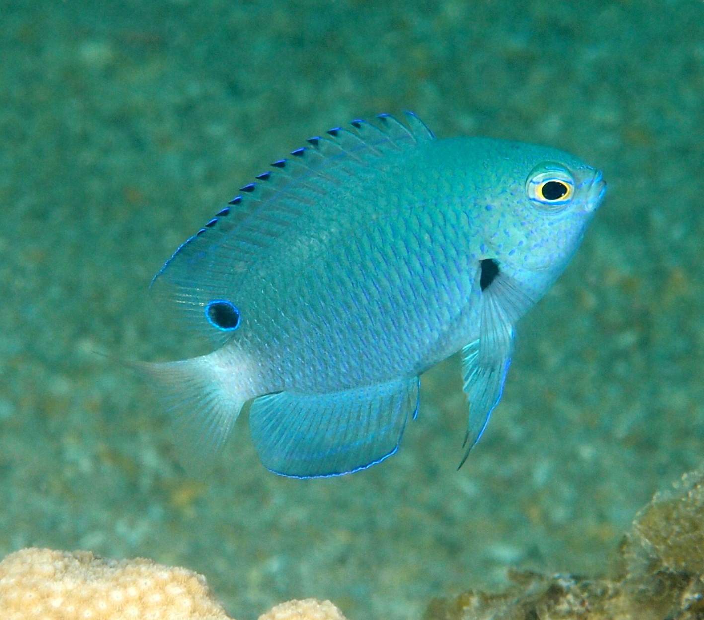 Japanese Chromis