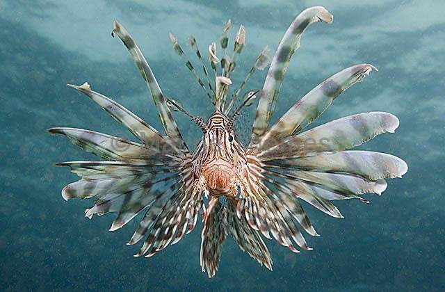 Frill-fin Turkeyfish