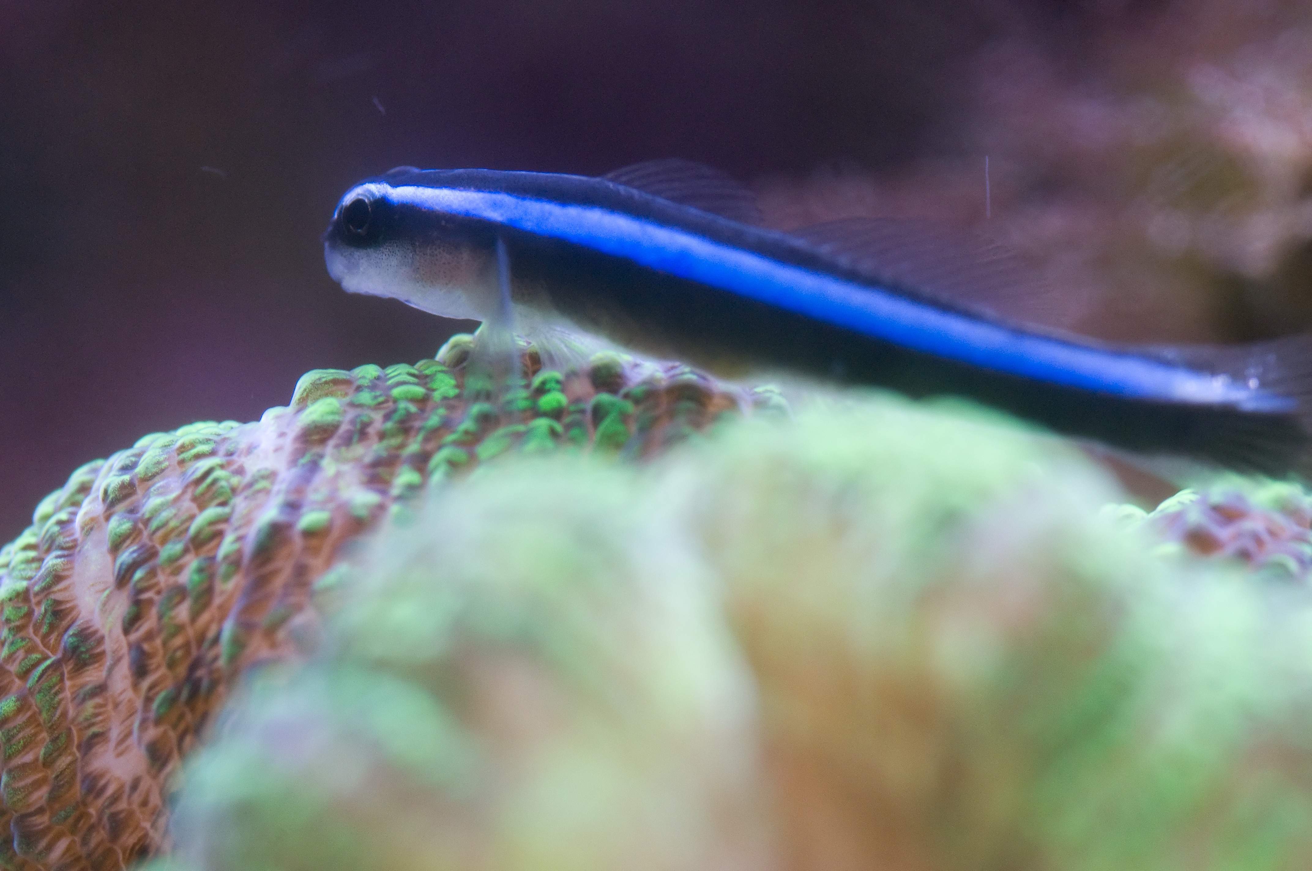 Citron Goby