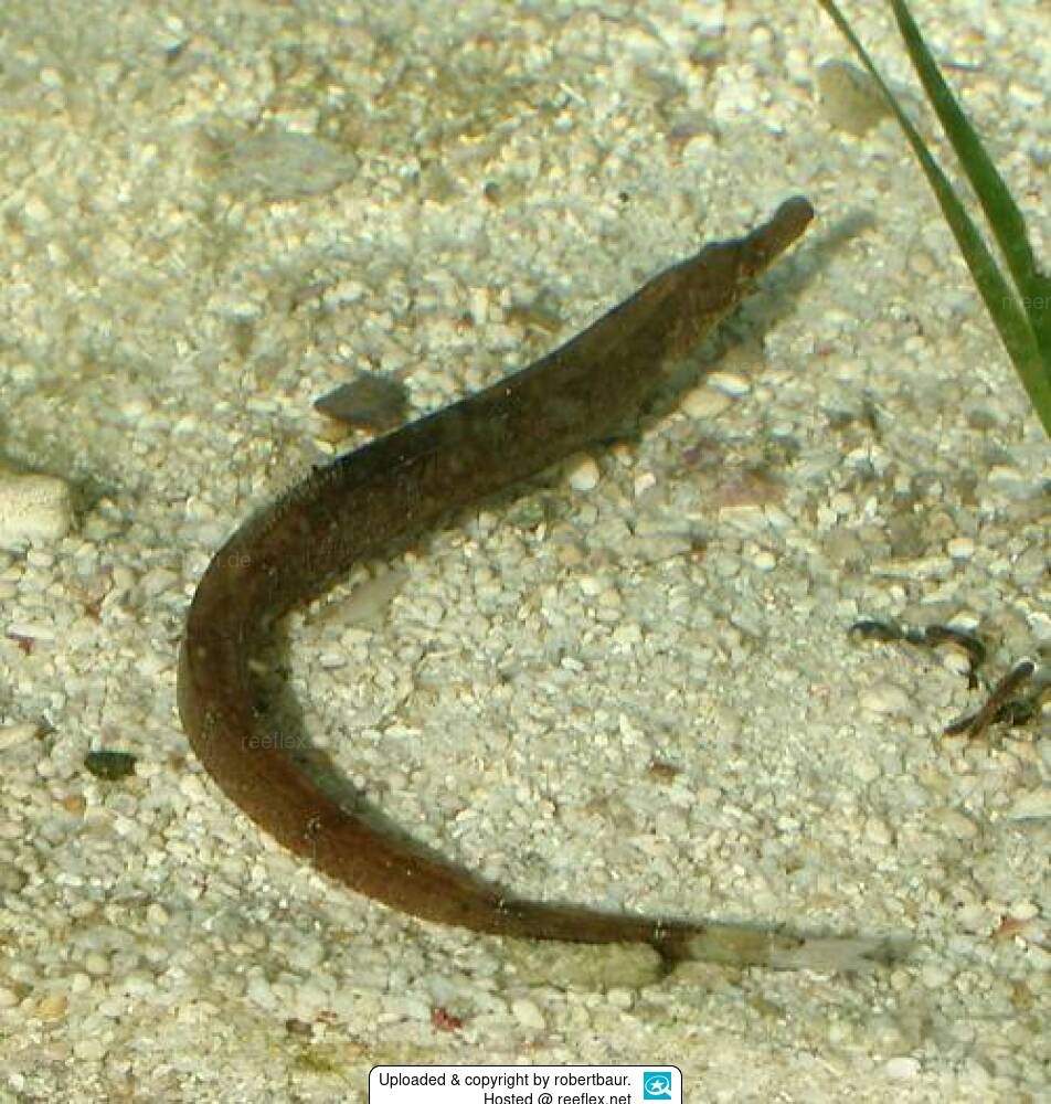 Florida Pipefish