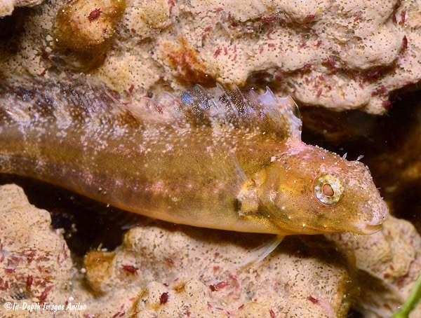 Variable Sabretooth Blenny