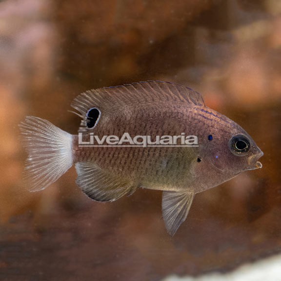 Speckled Butterflyfish