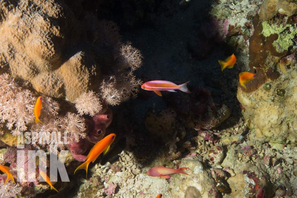 Purple-Line Anthias