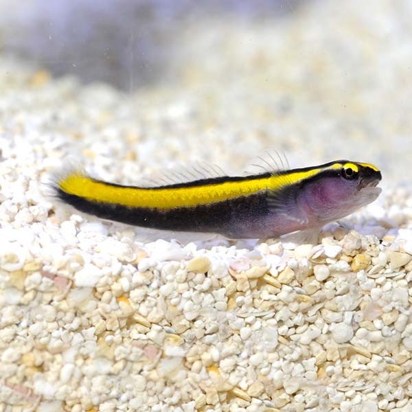 Yellow Clown Goby