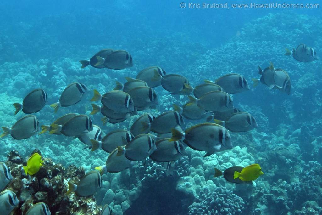 Whitebar Surgeonfish
