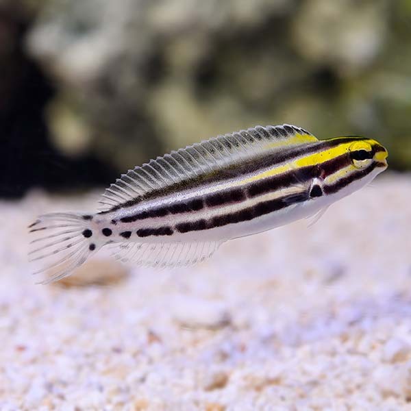 Striped Poison-Fang Blenny