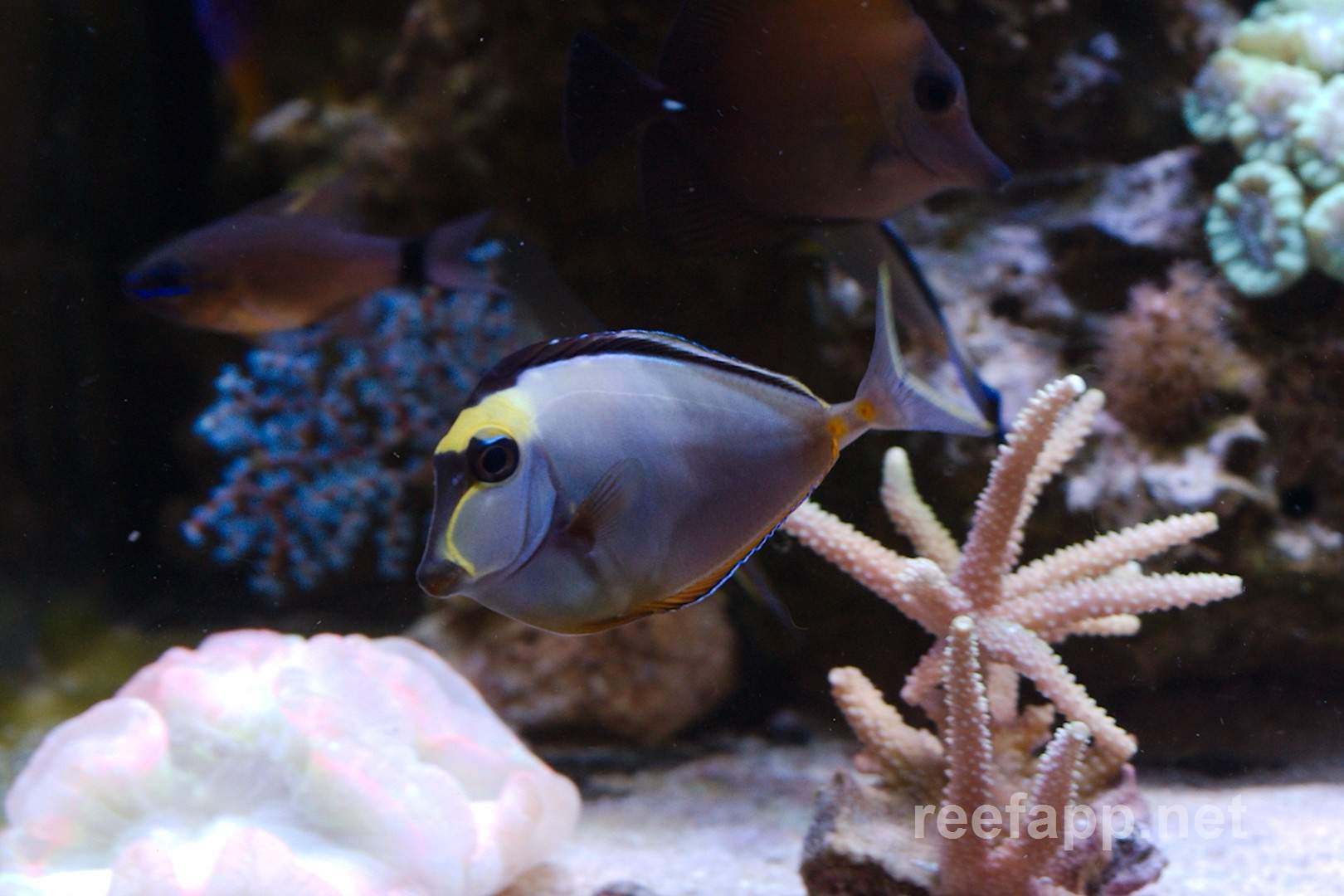Orange-Spine Unicornfish