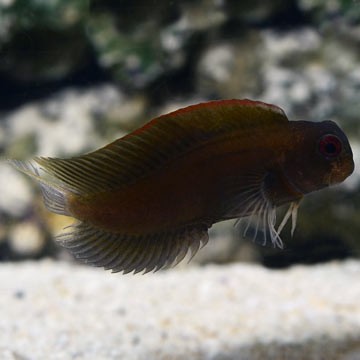 Segmented Sailfin Blenny