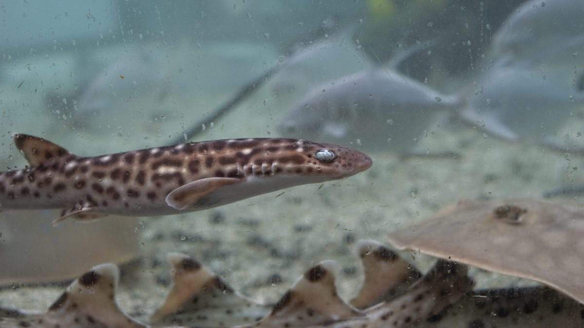 Coral Catshark