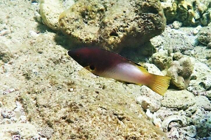 Splitlevel Hogfish