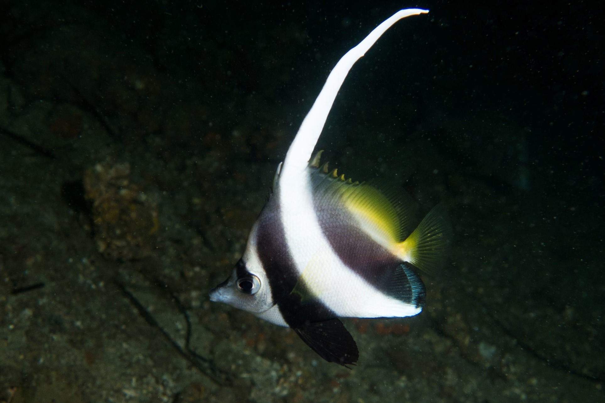 Pennant Coralfish