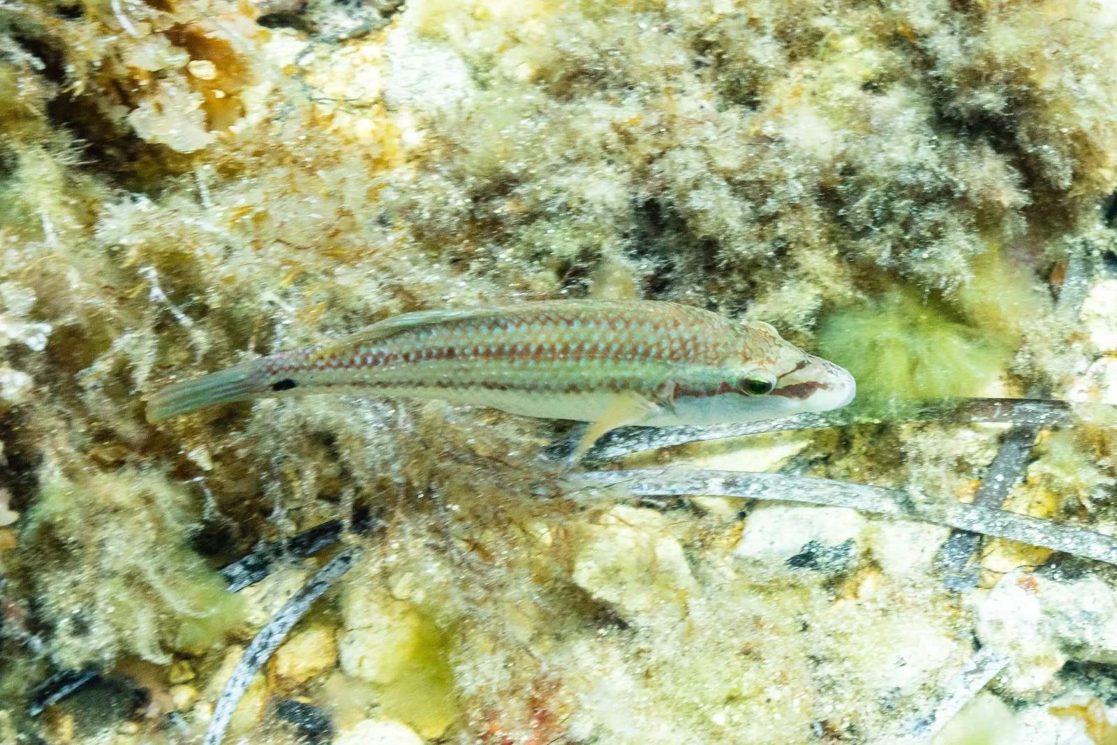 Japanese Hogfish