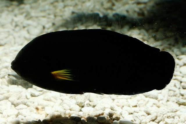 Yellow-Fin Angelfish