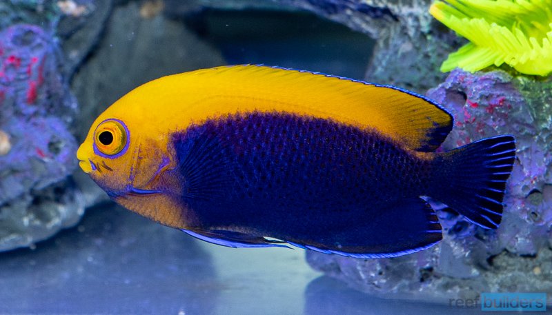 Brazilian Flameback Angelfish