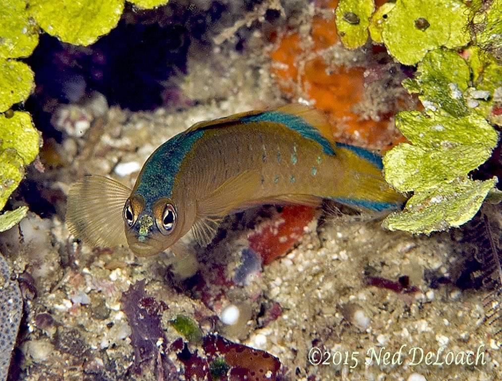 Blackmargin Dottyback