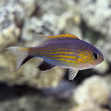 Vanderbilt's Chromis