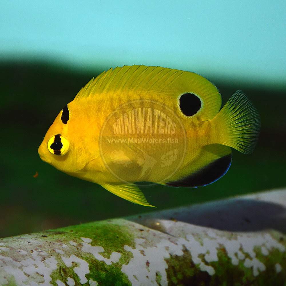 Golden-Spotted Angelfish