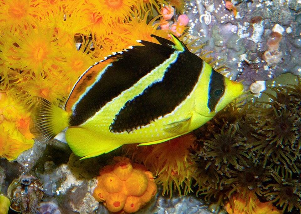 Indian Butterflyfish