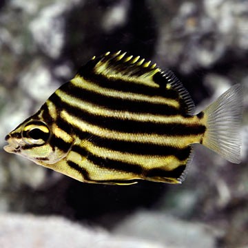 Australian Sawtail