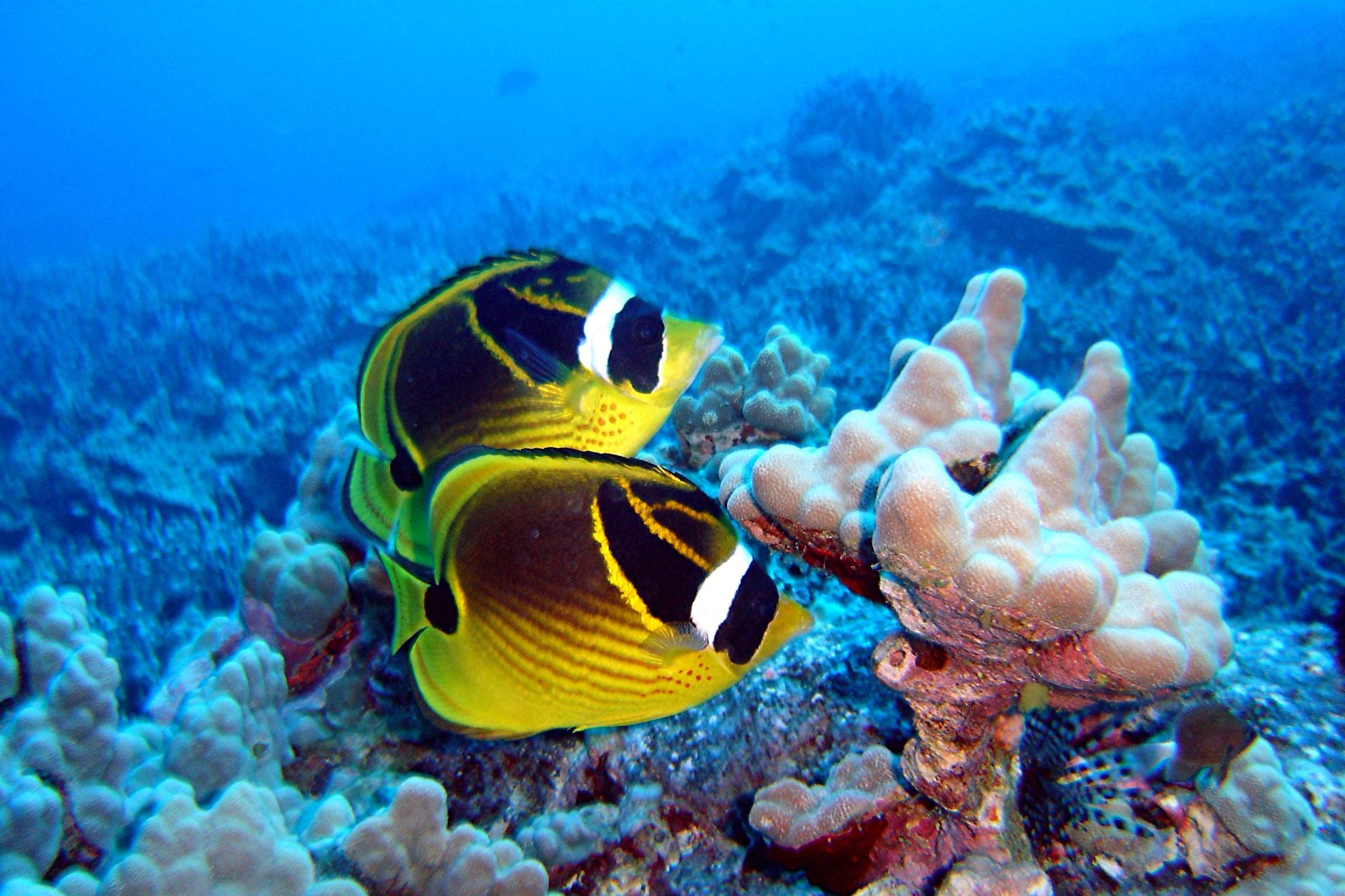 Golden Butterflyfish