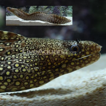 Golden Dwarf Moray