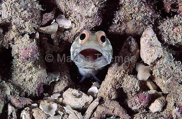 Ringed Jawfish
