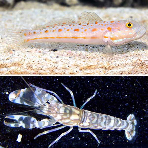 Randall's Shrimp Goby