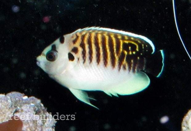 King Angelfish