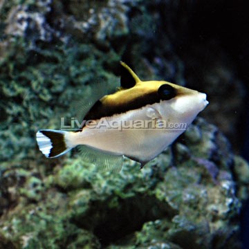 Picasso Triggerfish