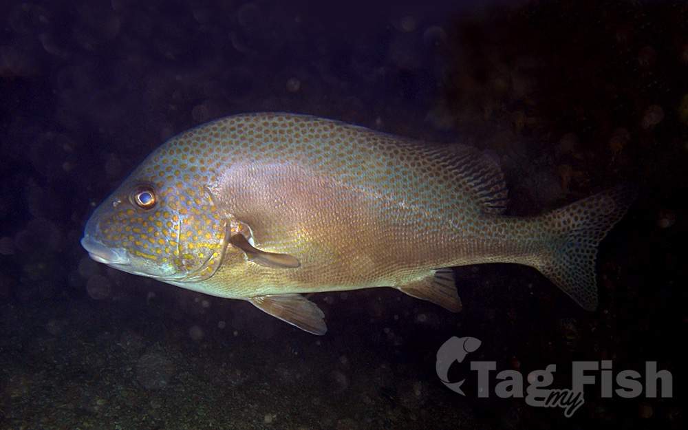 Lemon Sweetlips