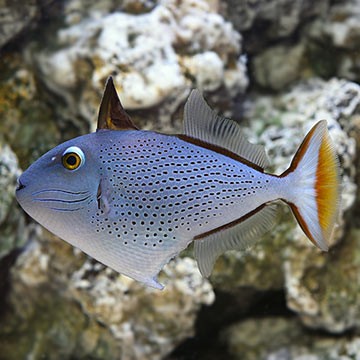 Wedge-Tail Triggerfish