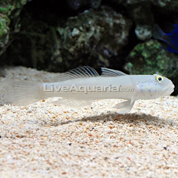Sixspot Sleeper Goby