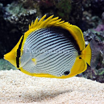 Blackback Butterflyfish