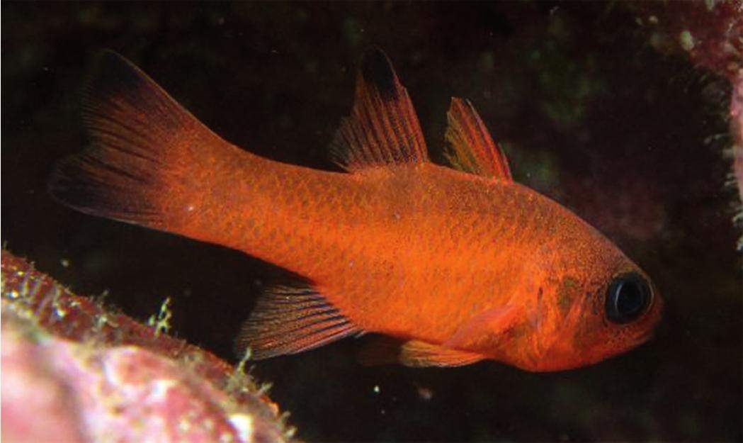 Reef-Flat Cardinalfish