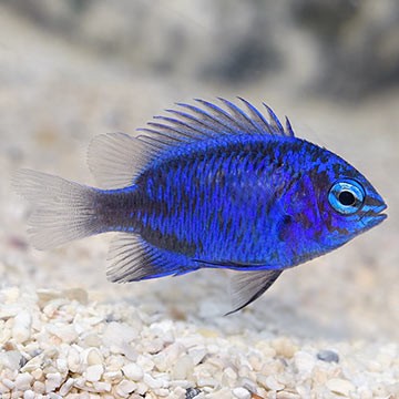 Sapphire Damselfish