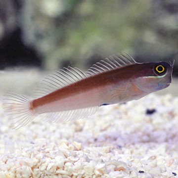 Ops Combtooth Blenny