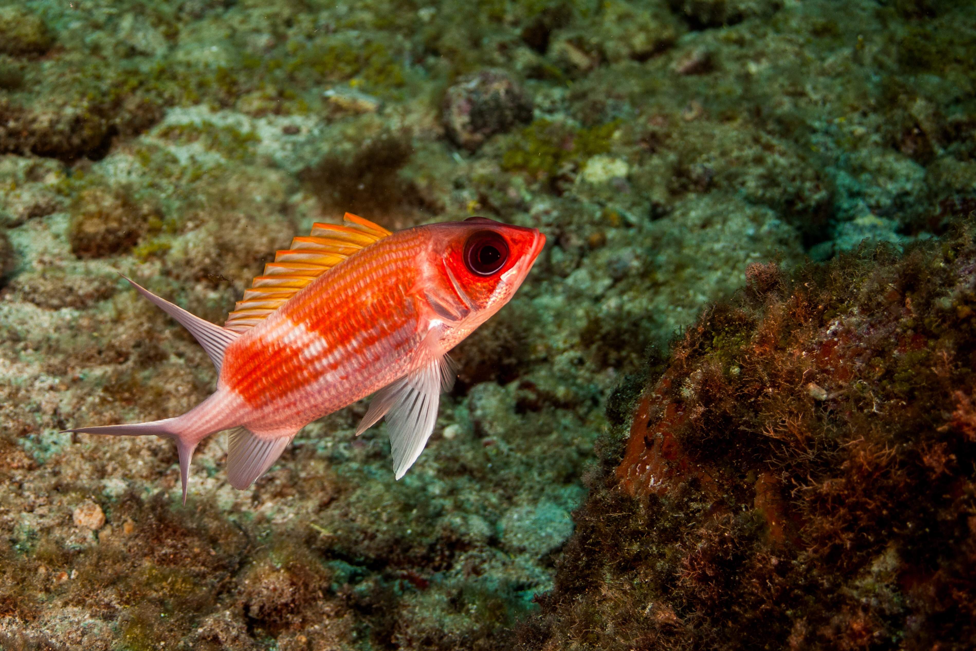 Doubletooth Soldierfish