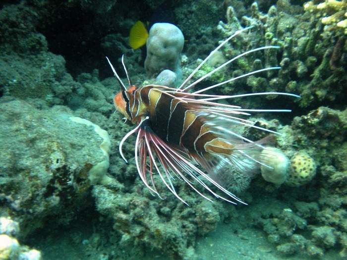 Clearfin Lionfish