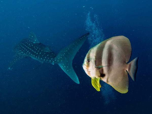 Teira Batfish